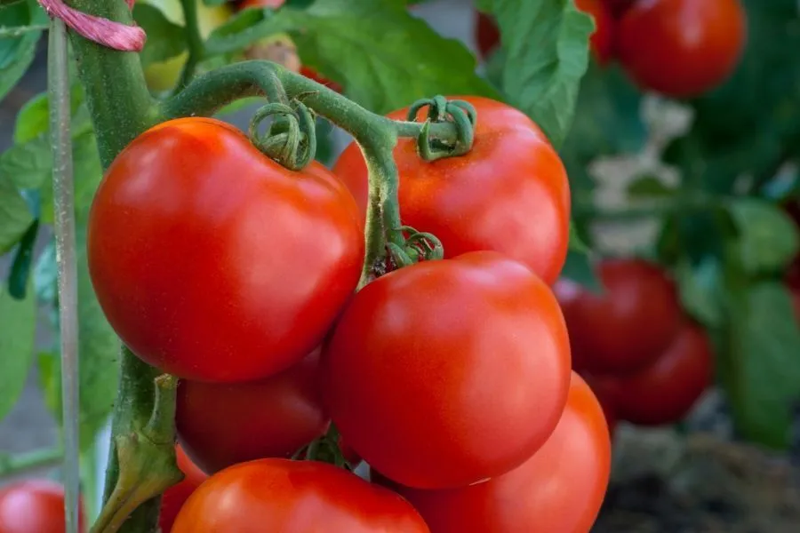 tomatos